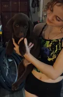 Almond Joy AKC, a female Labrador Retriever for sale in Wesley Chapel, FL – Photo 2 of 4