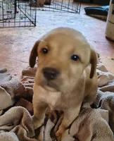Rose AKC, a female Labrador Retriever for sale in Wesley Chapel, FL – 2 of 5