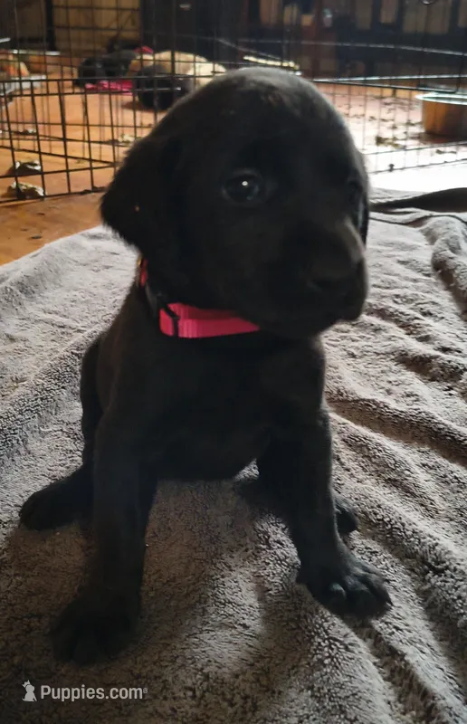 Little girl AKC – Labrador Retriever puppy for sale in Wesley Chapel, FL