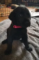 Little girl AKC, a female Labrador Retriever for sale in Wesley Chapel, FL – 1 of 4