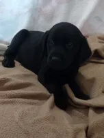 Tank AKC, a male Labrador Retriever for sale in Wesley Chapel, FL – 5 of 9