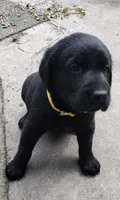 Yellow collar, a male Labrador Retriever for sale in Wesley Chapel, FL – 3 of 7