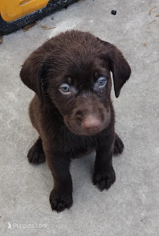 Twix AKC – Labrador Retriever puppy for sale in Wesley Chapel, FL