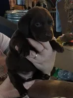 Twix AKC, a female Labrador Retriever for sale in Wesley Chapel, FL – Photo 1 of 4