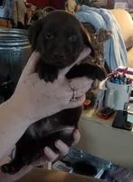 Twix AKC, a female Labrador Retriever for sale in Wesley Chapel, FL – Photo 2 of 4