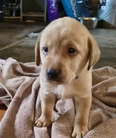 Thor AKC, a male Labrador Retriever for sale in Wesley Chapel, FL – 2 of 5