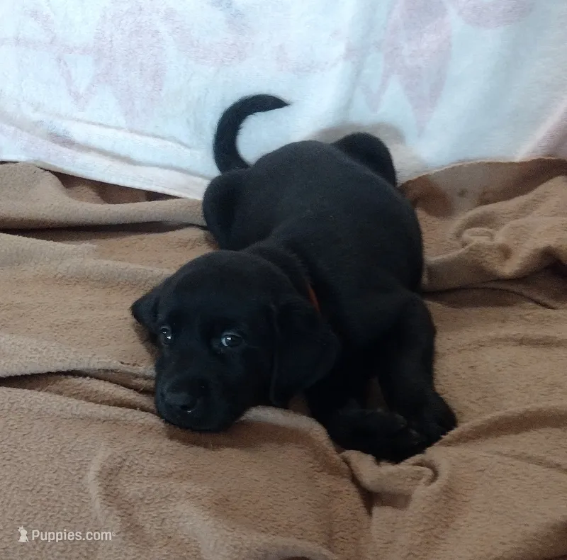 Tank AKC – Labrador Retriever puppy for sale in Wesley Chapel, FL