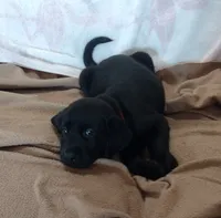 Tank AKC, a male Labrador Retriever for sale in Wesley Chapel, FL – 1 of 9