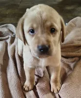 Thor AKC, a male Labrador Retriever for sale in Wesley Chapel, FL – 3 of 5