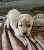 Thor AKC, a male Labrador Retriever for sale in Wesley Chapel, FL – 1 of 5