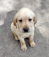 Brutus AKC, a male Labrador Retriever for sale in Wesley Chapel, FL – Photo 4 of 7