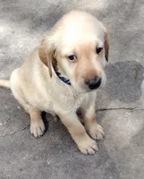 Brutus AKC, a male Labrador Retriever for sale in Wesley Chapel, FL – Photo 2 of 7
