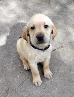 Brutus AKC, a male Labrador Retriever for sale in Wesley Chapel, FL – Photo 5 of 7