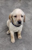 Brutus AKC, a male Labrador Retriever for sale in Wesley Chapel, FL – Photo 1 of 7