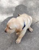 Brutus AKC, a male Labrador Retriever for sale in Wesley Chapel, FL – Photo 3 of 7