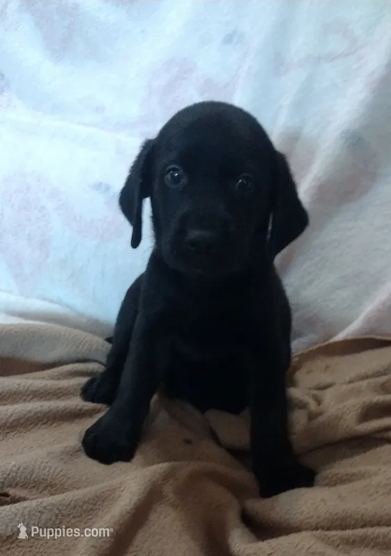 Tank AKC – Labrador Retriever puppy for sale in Wesley Chapel, FL