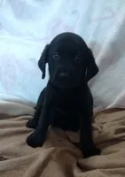 Tank AKC, a male Labrador Retriever for sale in Wesley Chapel, FL – 4 of 9