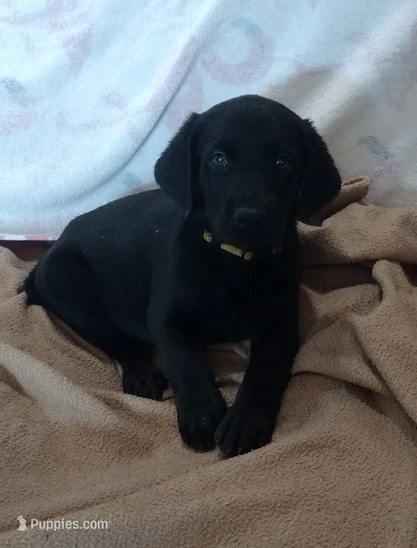 Brutus AKC – Labrador Retriever puppy for sale in Wesley Chapel, FL