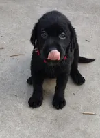 Precious girl AKC, a female Labrador Retriever for sale in Wesley Chapel, FL – Photo 4 of 8