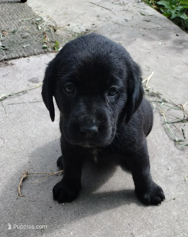Tan collar – Labrador Retriever puppy for sale in Wesley Chapel, FL