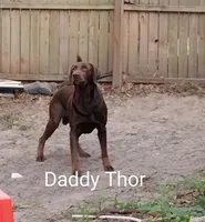 Rocket AKC, a male Labrador Retriever for sale in Wesley Chapel, FL – 2 of 3