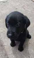 Shadow AKC, a male Labrador Retriever for sale in Wesley Chapel, FL – 3 of 6