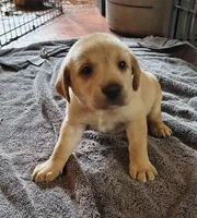 Marley AKC, a female Labrador Retriever for sale in Wesley Chapel, FL – 3 of 5