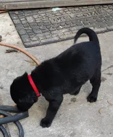 Precious girl AKC, a female Labrador Retriever for sale in Wesley Chapel, FL – Photo 2 of 8