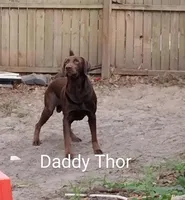 Precious girl AKC, a female Labrador Retriever for sale in Wesley Chapel, FL – Photo 7 of 8