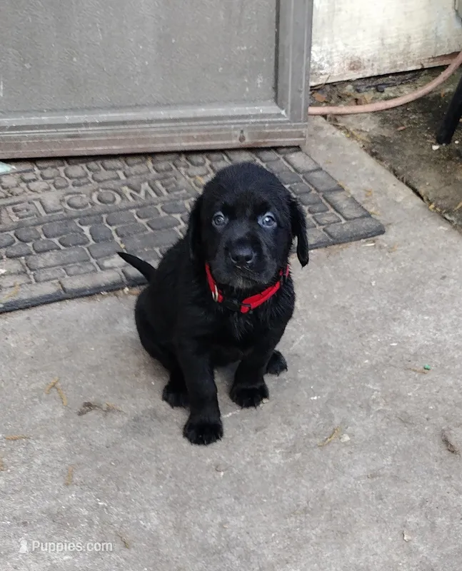 Precious girl AKC – Labrador Retriever puppy for sale in Wesley Chapel, FL