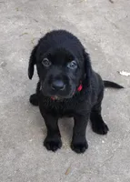 Precious girl AKC, a female Labrador Retriever for sale in Wesley Chapel, FL – Photo 6 of 8