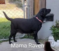 Precious girl AKC, a female Labrador Retriever for sale in Wesley Chapel, FL – Photo 8 of 8