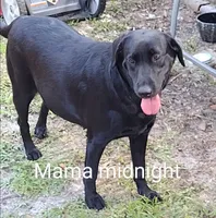 Midnight AKC, a female Labrador Retriever for sale in Wesley Chapel, FL – 6 of 8