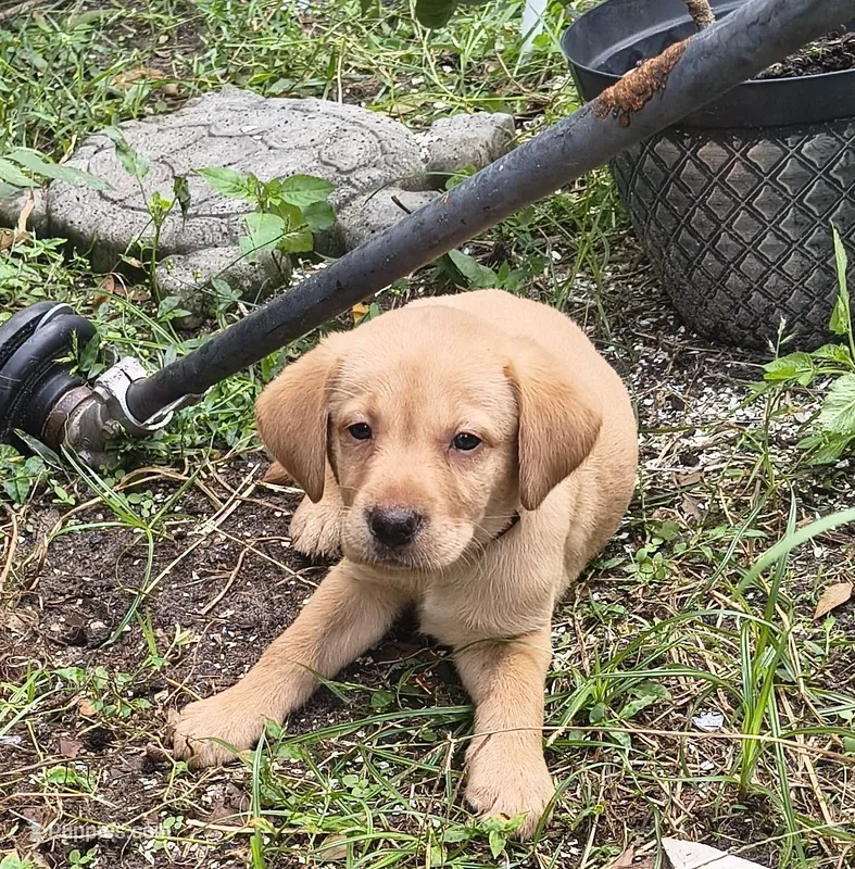 Rose AKC – Labrador Retriever puppy for sale in Wesley Chapel, FL