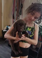 Mounds AKC, a female Labrador Retriever for sale in Wesley Chapel, FL – Photo 1 of 5