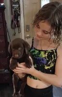 Mounds AKC, a female Labrador Retriever for sale in Wesley Chapel, FL – Photo 2 of 5