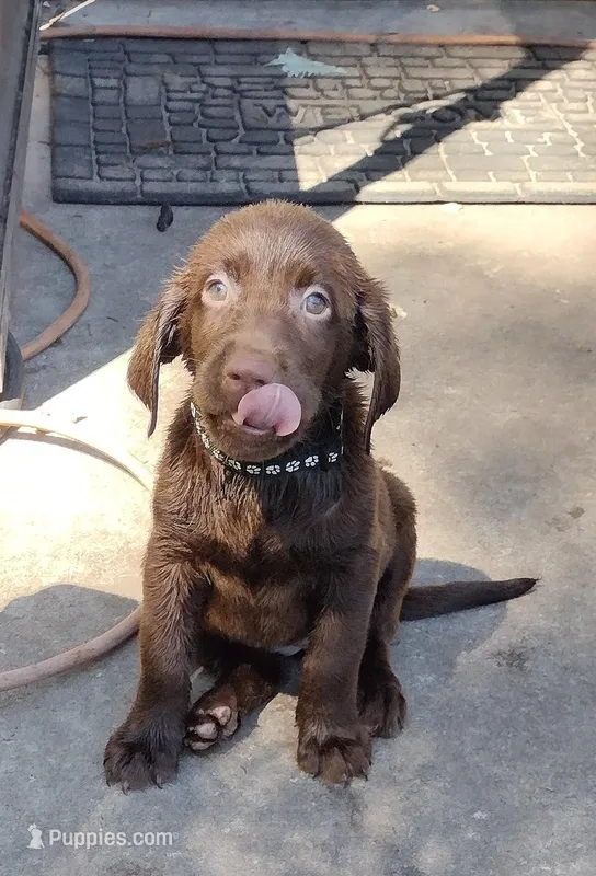 Mounds AKC – Labrador Retriever puppy for sale in Wesley Chapel, FL