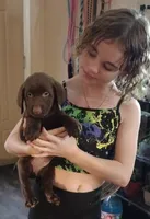 Mounds AKC, a female Labrador Retriever for sale in Wesley Chapel, FL – Photo 3 of 5