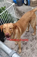 Midnight AKC, a female Labrador Retriever for sale in Wesley Chapel, FL – 8 of 8