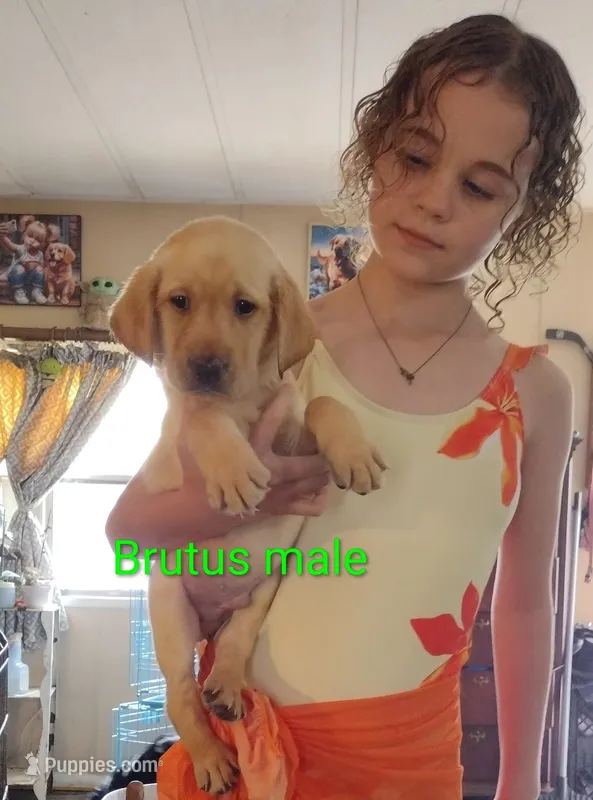 Brutus AKC – Labrador Retriever puppy for sale in Wesley Chapel, FL