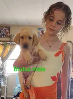 Brutus AKC, a male Labrador Retriever for sale in Wesley Chapel, FL – Photo 1 of 4