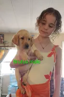 Brutus AKC, a male Labrador Retriever for sale in Wesley Chapel, FL – Photo 2 of 4