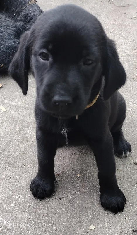 Tan collar – Labrador Retriever puppy for sale in Wesley Chapel, FL