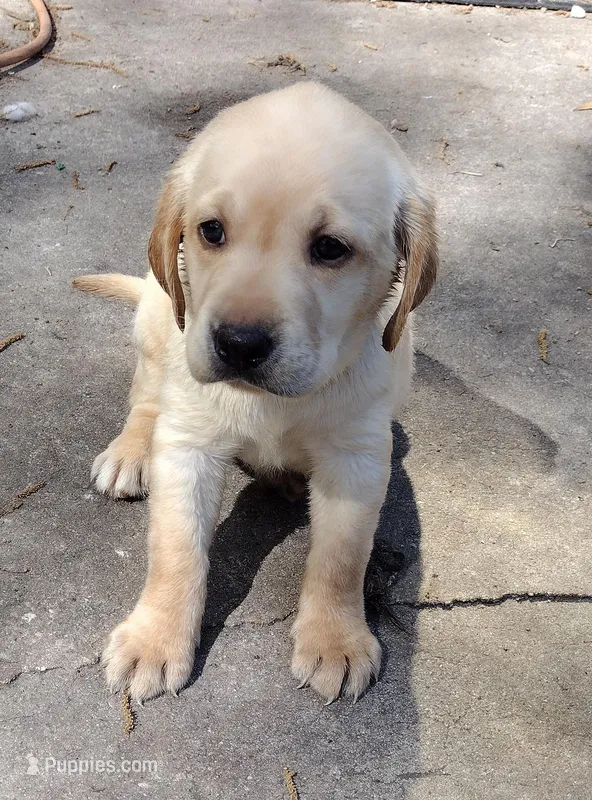Sunshine AKC – Labrador Retriever puppy for sale in Wesley Chapel, FL