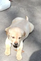 Sunshine AKC, a female Labrador Retriever for sale in Wesley Chapel, FL – Photo 2 of 7