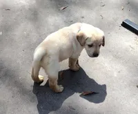 Sunshine AKC, a female Labrador Retriever for sale in Wesley Chapel, FL – Photo 3 of 7