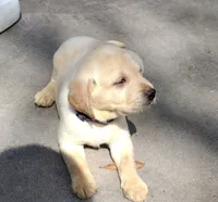Sunshine AKC, a female Labrador Retriever for sale in Wesley Chapel, FL – Photo 1 of 7