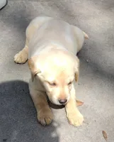 Sunshine AKC, a female Labrador Retriever for sale in Wesley Chapel, FL – Photo 4 of 7