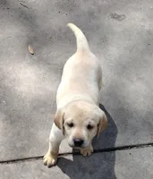 Sunshine AKC, a female Labrador Retriever for sale in Wesley Chapel, FL – Photo 5 of 7
