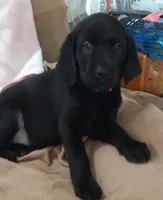Raven AKC , a female Labrador Retriever for sale in Wesley Chapel, FL – 3 of 5